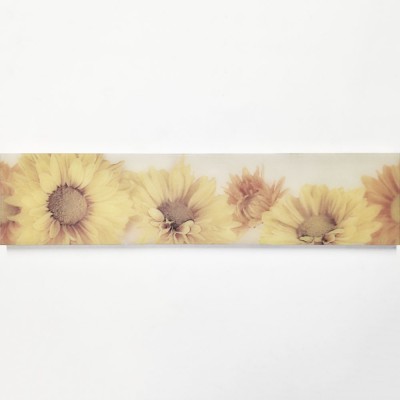 Ref : LISTEL SOLE MARGHERITA  6,5x28